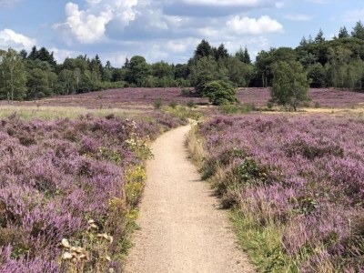 Holiday park Bungalow in Veluwe Nature Park Retreat - Environment photo 19