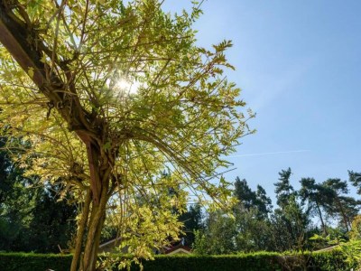 Holiday park Bungalow in Veluwe Nature Park Retreat - Environment photo 22