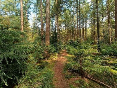 Holiday park Bungalow in Veluwe Nature Park Retreat - Environment photo 24