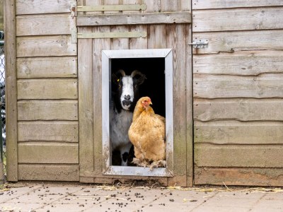 Holiday park Bungalow in Veluwe Nature Park Retreat - Outdoor photo 32