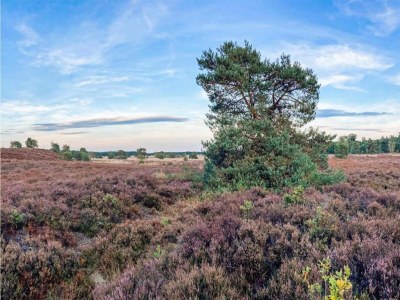 Holiday park Bungalow in Veluwe mit Sauna & Naturblick - Environment photo 18