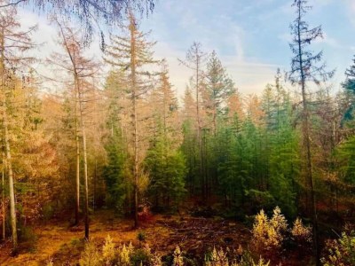 Holiday park Bungalow in Veluwe mit Sauna & Naturblick - Environment photo 19