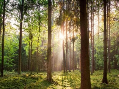 Holiday park Chalet in der Nähe von Wanderwegen und Wald - Environment photo 14