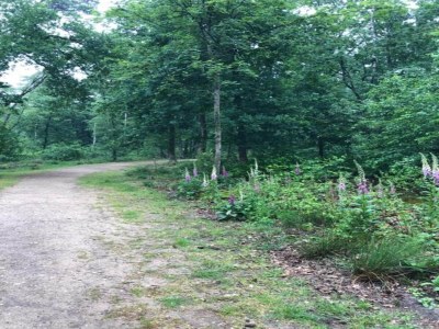 Holiday park Chalet in der Nähe von Wanderwegen und Wald - Environment photo 15