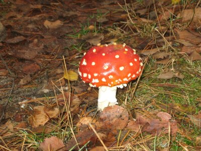 Holiday park Hoenderloo Getaway with Pool - Environment photo 13