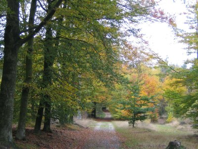 Holiday park Hoenderloo Getaway with Pool - Environment photo 14