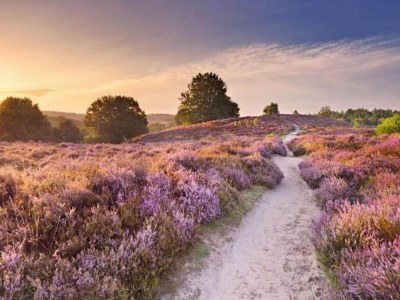 Holiday park Hoenderloo Getaway with Pool - Environment photo 18