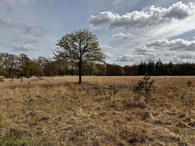 Holiday park Hoenderloo Getaway with Pool - Environment photo 20