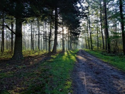 Holiday park Bungalow in Veluwe near Harderwijk - Environment photo 16