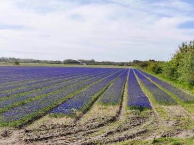 Holiday park Chalet auf Texel nahe De Hors für 6 Von Belvilla - Environment photo 23