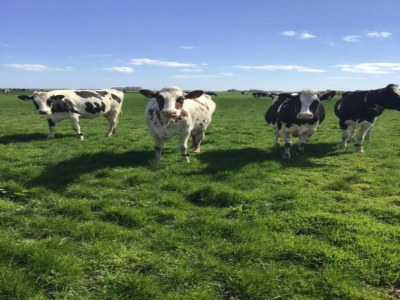 Holiday park Chalet in Texel by the Dunes & Water - Environment photo 17