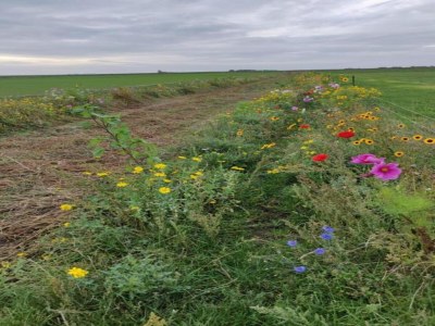 Holiday park Chalet in Texel by the Dunes & Water - Environment photo 31