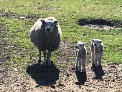 Holiday park Chalet in Texel by the Dunes & Water - Environment photo 33