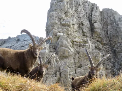 Chalet Bergchalet Baad - Environment photo 21