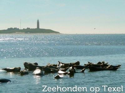 Holiday park Texel Apartment mit Balkon - Environment photo 28