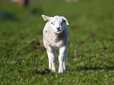 Holiday park Texel Apartment mit Balkon - Environment photo 32