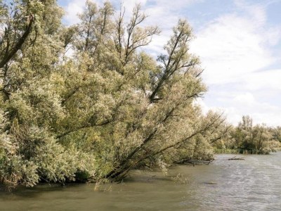 Holiday park Safari-Zelt nahe De Biesbosch & Breda - Environment photo 13