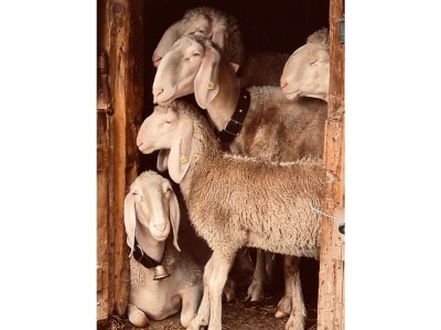 Holiday apartment Dornauer - Environment photo 37