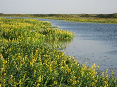 Holiday park Charming Thatched Villa in Texel - Environment photo 20