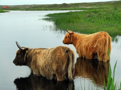 Holiday park Charming Thatched Villa in Texel - Environment photo 24