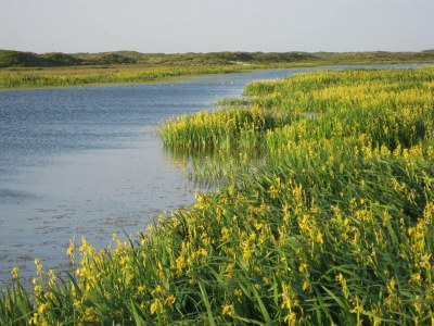 Holiday park Charming Thatched Villa in Texel - Environment photo 35