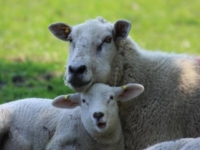 Holiday park Wohnung in den Niederlanden am Meer - Environment photo 21