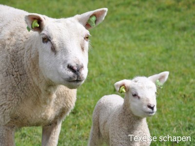 Holiday park Wohnung in den Niederlanden am Meer - Outdoor photo 38