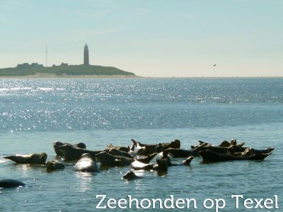 Holiday park Wohnung in den Niederlanden am Strand - Environment photo 18