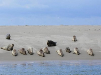 Holiday park Wohnung in den Niederlanden am Strand - Environment photo 38