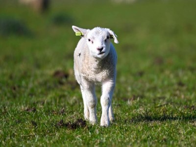 Holiday park Apartment in Friesland near the Coast - Environment photo 20