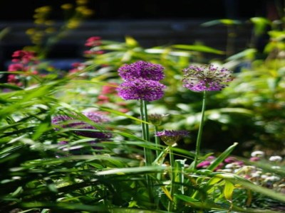 Holiday park Apartment in Friesland near the Coast - Environment photo 33