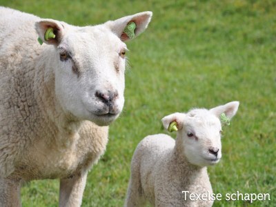 Holiday park Apartment in Friesland near the Coast - Outdoor photo 41