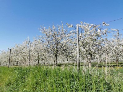 Holiday park Luxury Villa in Maastricht - Environment photo 13