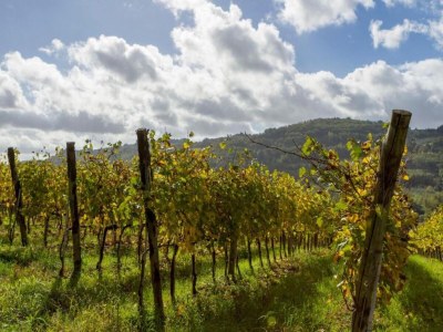 Holiday park Tuscan Vineyard Farm Stay - Environment photo 37