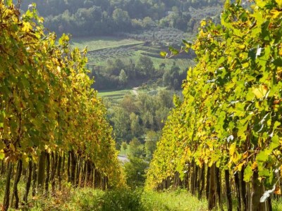 Holiday park Tuscan Vineyard Farm Stay - Environment photo 39