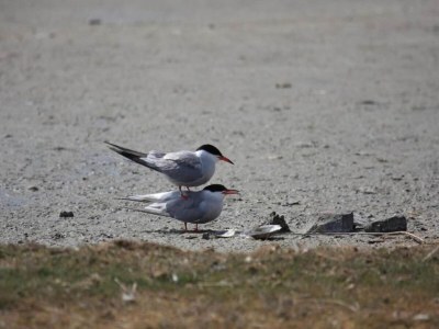 Holiday park Apartment auf Texel mit Sauna für 4 Von Belvilla - Environment photo 16