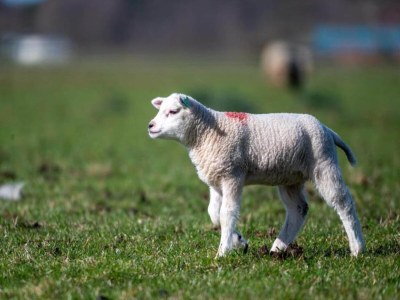 Holiday park Apartment auf Texel mit Sauna für 4 Von Belvilla - Environment photo 35