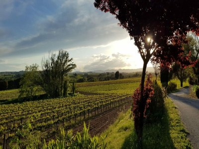 Holiday park Hütte in Subirats mit Pool & Weinbergen - Outdoor photo 4