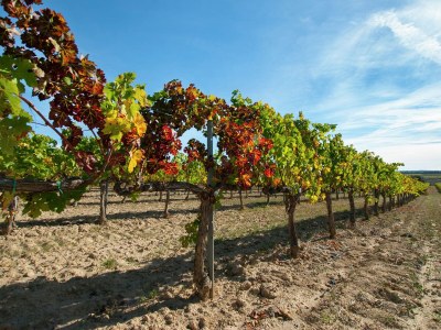 Holiday park Hütte in Subirats mit Pool & Weinbergen - Environment photo 22