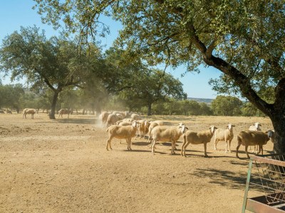 Holiday park Holiday Home in Tajo Reserve with Pool - Environment photo 32