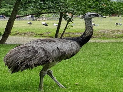 Apartment Ferienwohnung in St. Peter-Ording - Environment photo 17