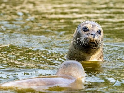Apartment Ferienwohnung in St. Peter-Ording - Environment photo 19
