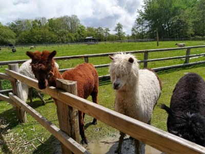 Apartment Ferienwohnung in St. Peter-Ording - Environment photo 20