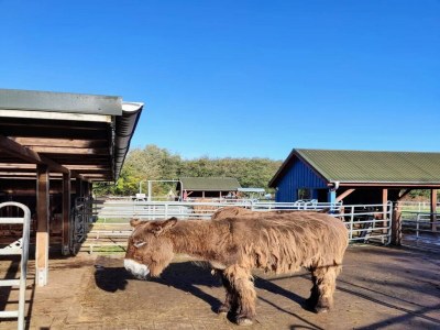 Apartment Ferienwohnung in St. Peter-Ording - Environment photo 22