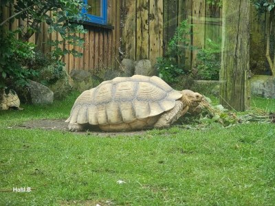 Apartment Ferienwohnung in St. Peter-Ording - Environment photo 23