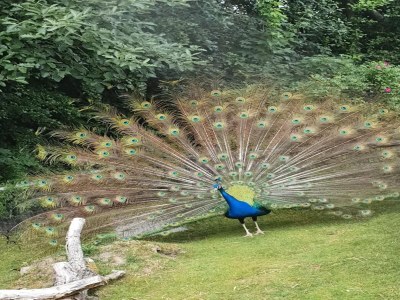 Apartment Ferienwohnung in St. Peter-Ording - Environment photo 24