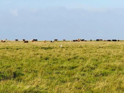 Apartment Ferienwohnung in St. Peter-Ording - Environment photo 29