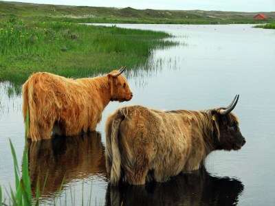 Holiday park Villa auf Texel nahe De Koog Strand - Environment photo 29