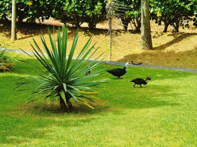 Holiday park Bungalow São Miguel nahe Strand Vila Franca - Outdoor photo 3