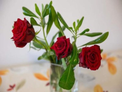 Apartment Apartments Olive - Comfort One Bedroom Apartment with Terrace and Sea View - Popolica 50 - Outdoor photo 27